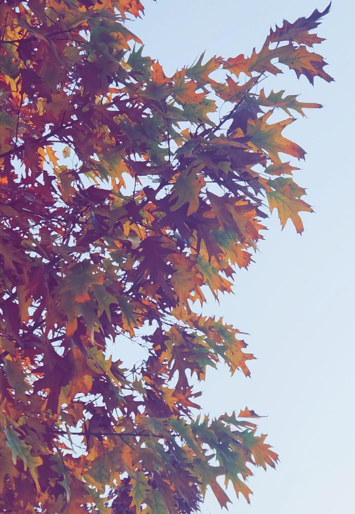 Fall leaves about to wreck my yard 