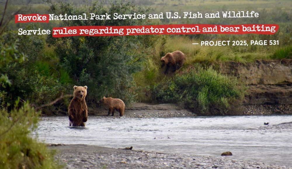 Republicans want to reinstate bear-baiting and kill wild horses - Project 2025 Truth