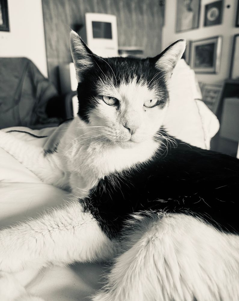 Watson, a handsome black and white cat snugly draped over a pillow and looking at me demandingly
