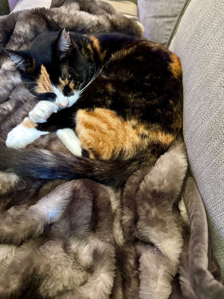Little calico cat curled up into a ball, melting into the couch, fuzzy blanket, and her person's feet. 