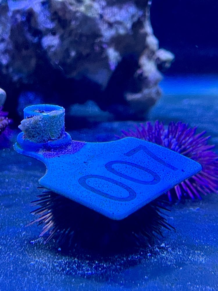 Small sea urchin in a tank that has “collected” a plastic tag with the number 007 on its top surface