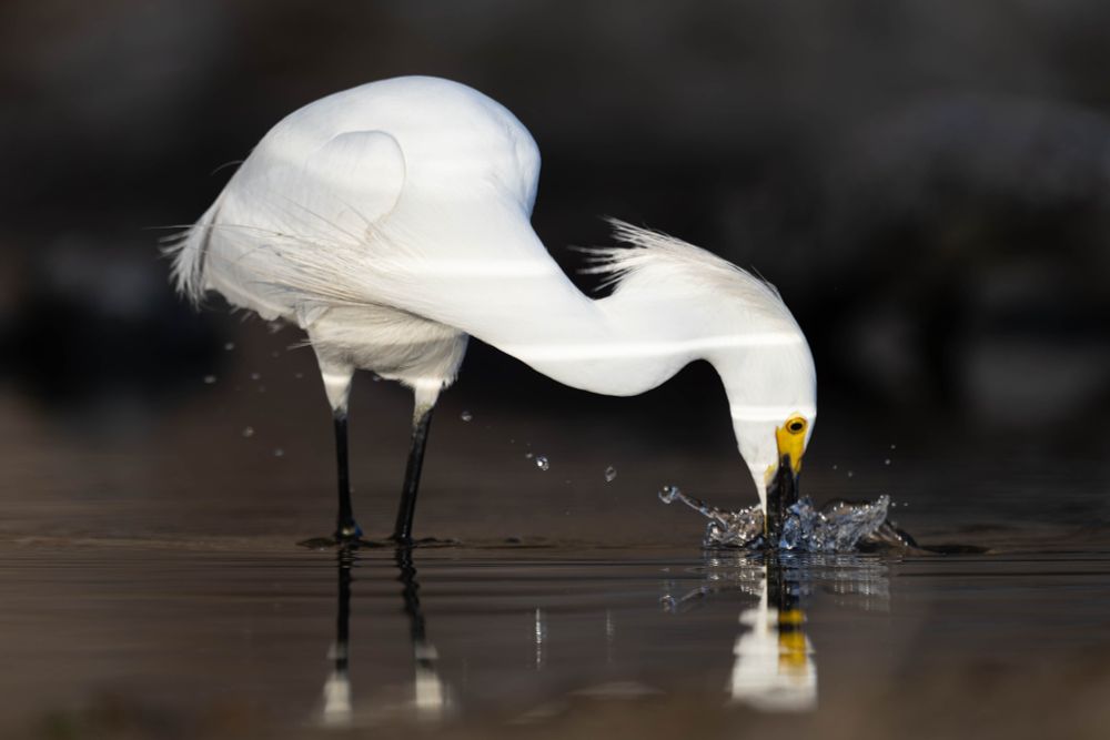 White egret striking still water with its bill.