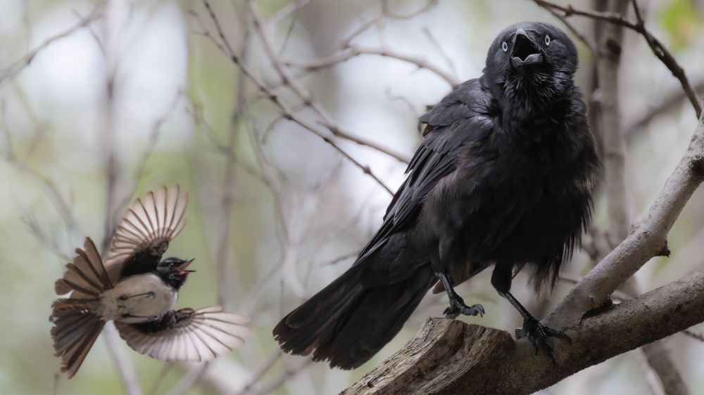 A tiny wagtail flies at a Torresian crow. 
