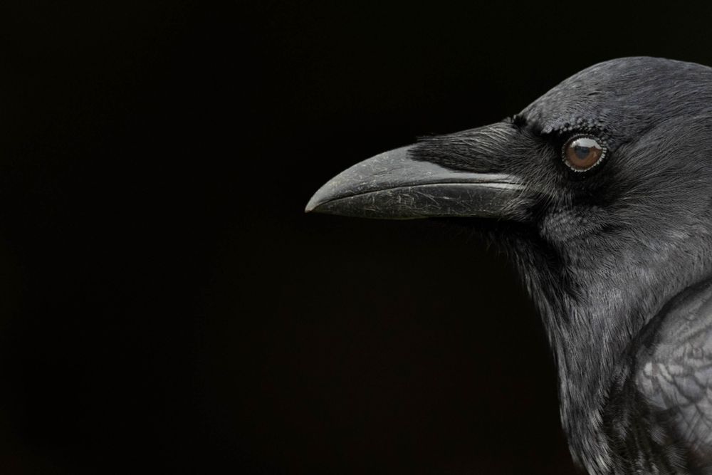 Beautiful crow against a black background
