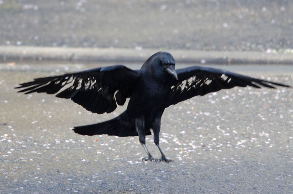 Tatterwing the crow