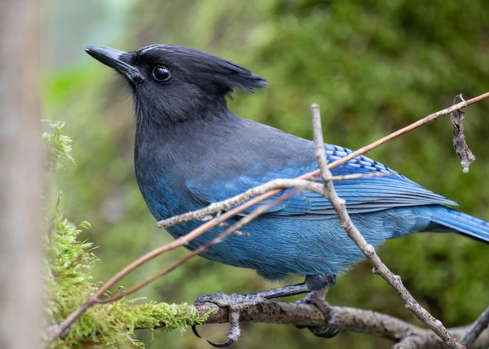 Full body shot of a deep blue Steller's jay with a fine crest, sitting on a mossy branch.