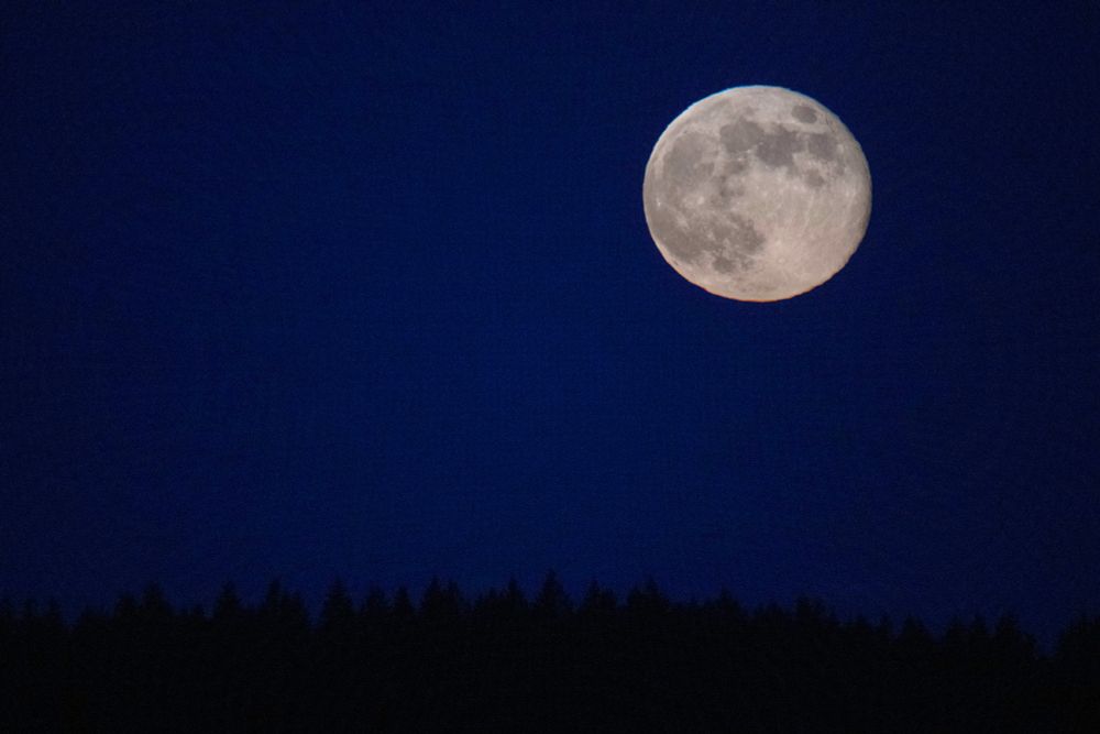 Full moon against deep blue sky above a silhouetted ridge of pines