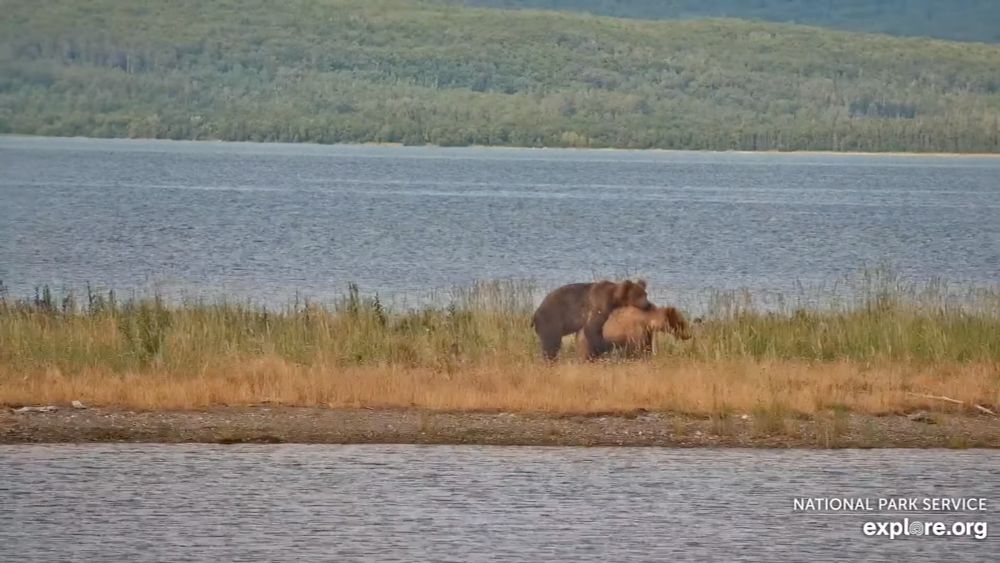 When two bears love one another very much...