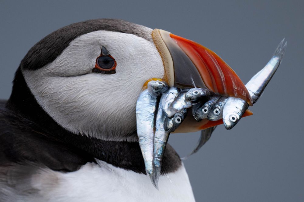 Atlantic puffin with beak full of sea eel.