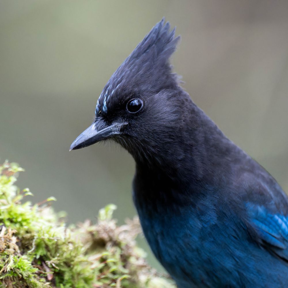 Head shot of a deep blue Steller's jay with a fine crest, sitting on a mossy branch.