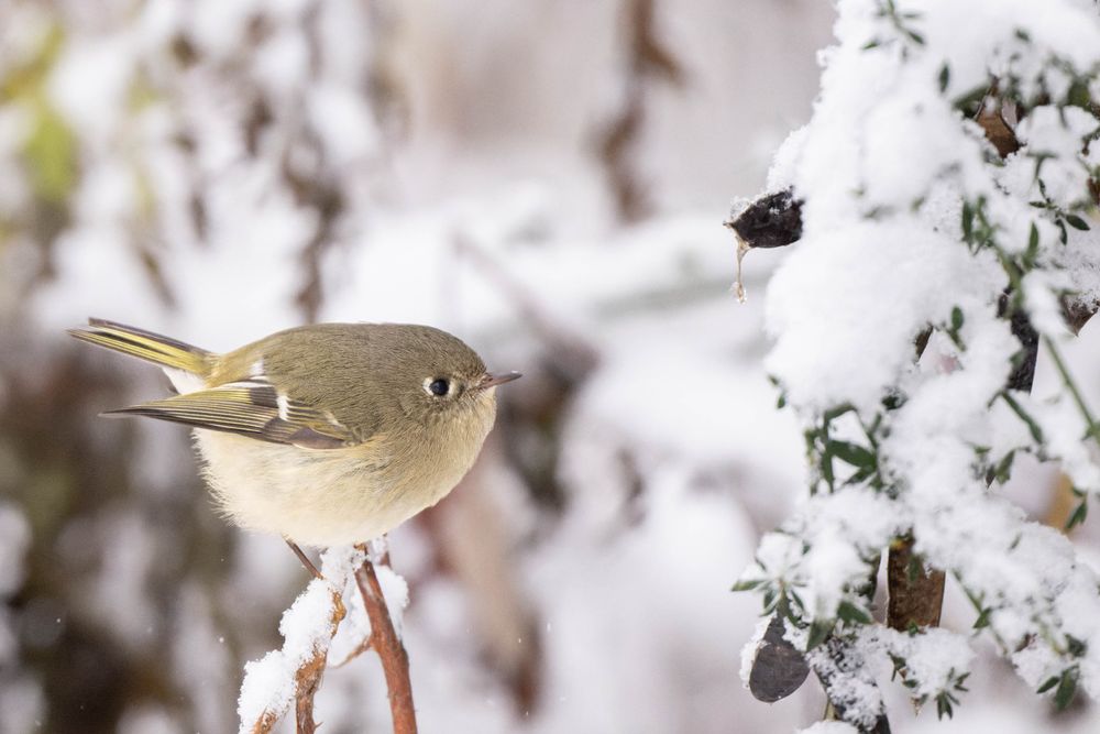 Ruby-crowned kinglet, a small round bird with short yellow tail, in the snow