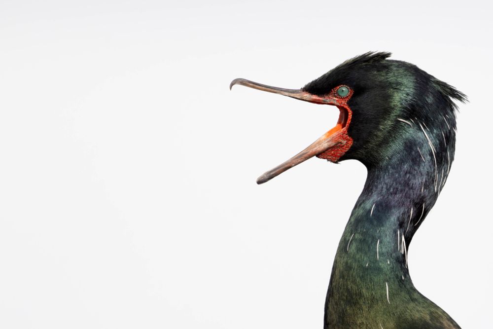 Dark cormorant with turquoise eye and red around the beak gapes wide against a white background 