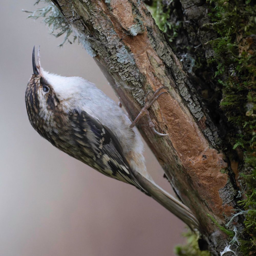 A brown creeper clings to the underside of a branch while snacking on an unfortunate spider's egg-case.