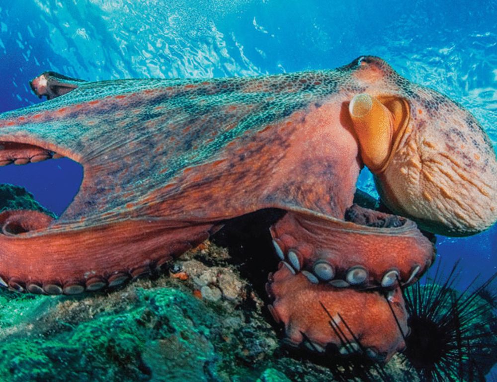 Support US OCTOPUS Act to keep octopuses wild