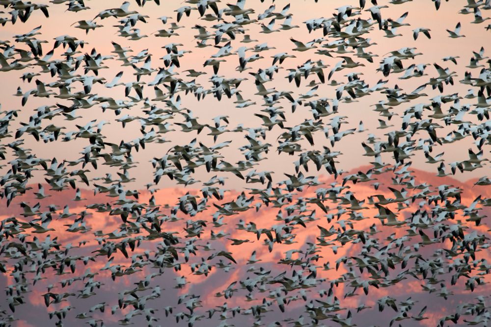 Snow geese fill the sky at sunset in Washington's Skagit Valley.
