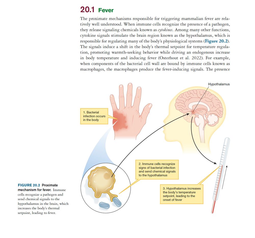 The proximate mechanisms responsible for triggering mammalian fever are relatively
well understood. When immune cells recognize the presence of a pathogen,
they release signaling chemicals known as cytokines. Among many other functions,
cytokine signals stimulate the brain region known as the hypothalamus, which is
responsible for regulating many of the body’s physiological systems (Figure 20.2).
The signals induce a shift in the body’s thermal setpoint for temperature regulation,
promoting warmth-seeking behavior while driving an endogenous increase
in body temperature and inducing fever (Osterhout et al. 2022). For example,
when components of the bacterial cell wall are bound by immune cells known as
macrophages, the macrophages produce the fever-inducing signals. The presence