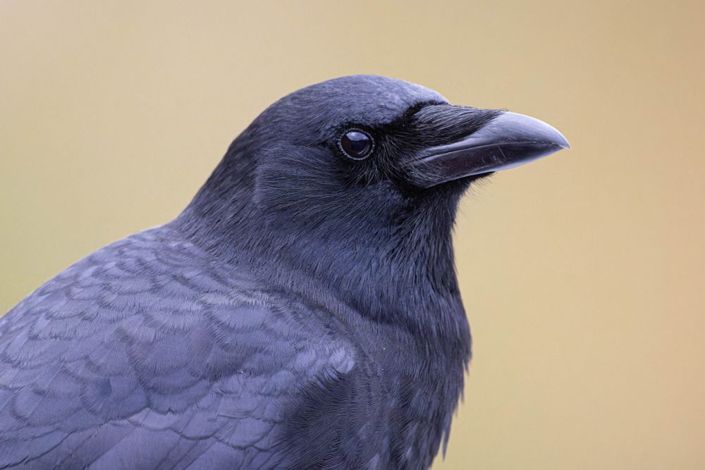 Glossy crow against a warm background under deep winter light.