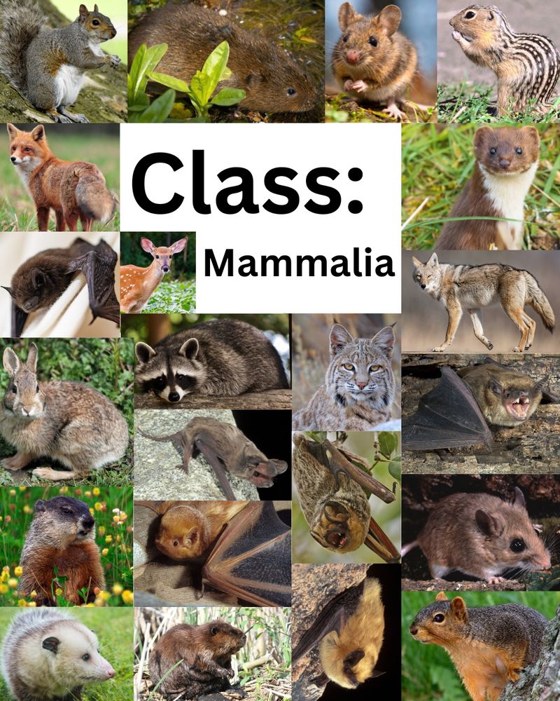 A collage of all the mammalian species Heck has worked with as patients so far in their internship. This ranges from rodents like squirrels and mice, to multiple species of bats, to raccoons, possums, and even some weasels!