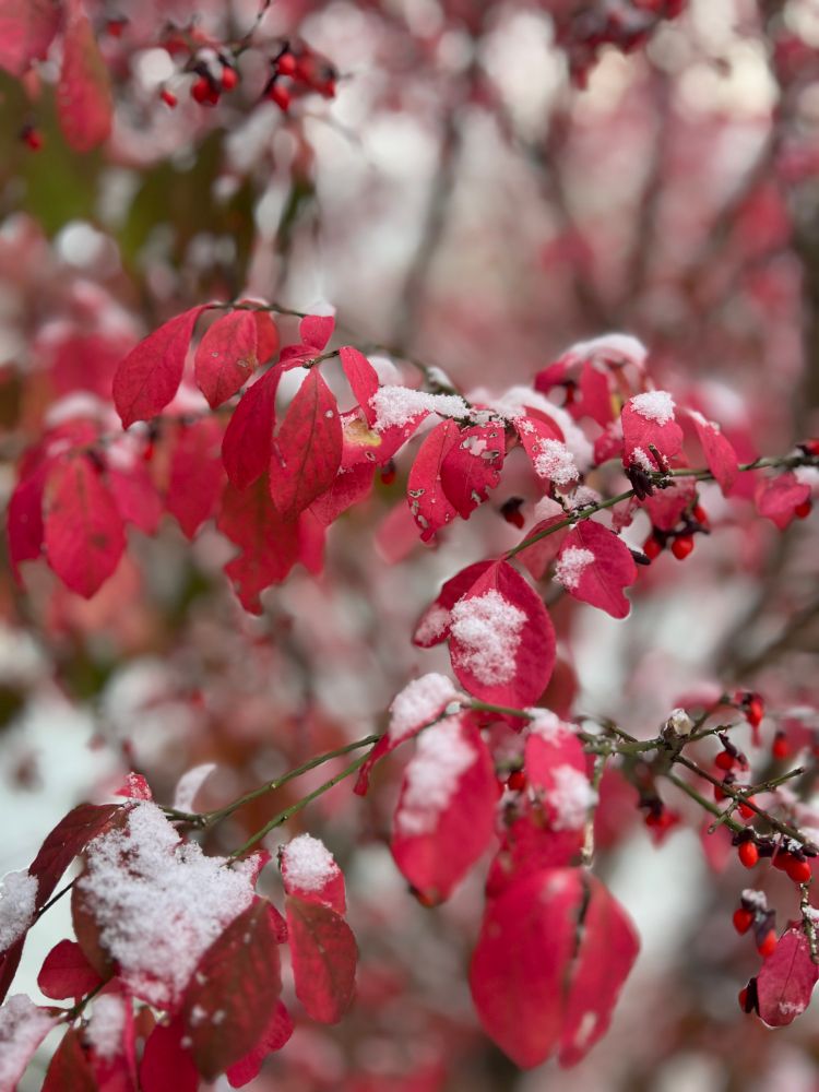 Little bits of white snow sitting on vibrant red fall leaves. High contrast but scenic