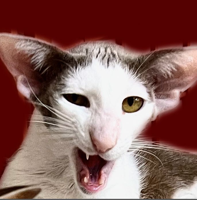 gray and white cat with mouth open, suggesting a sneer. 