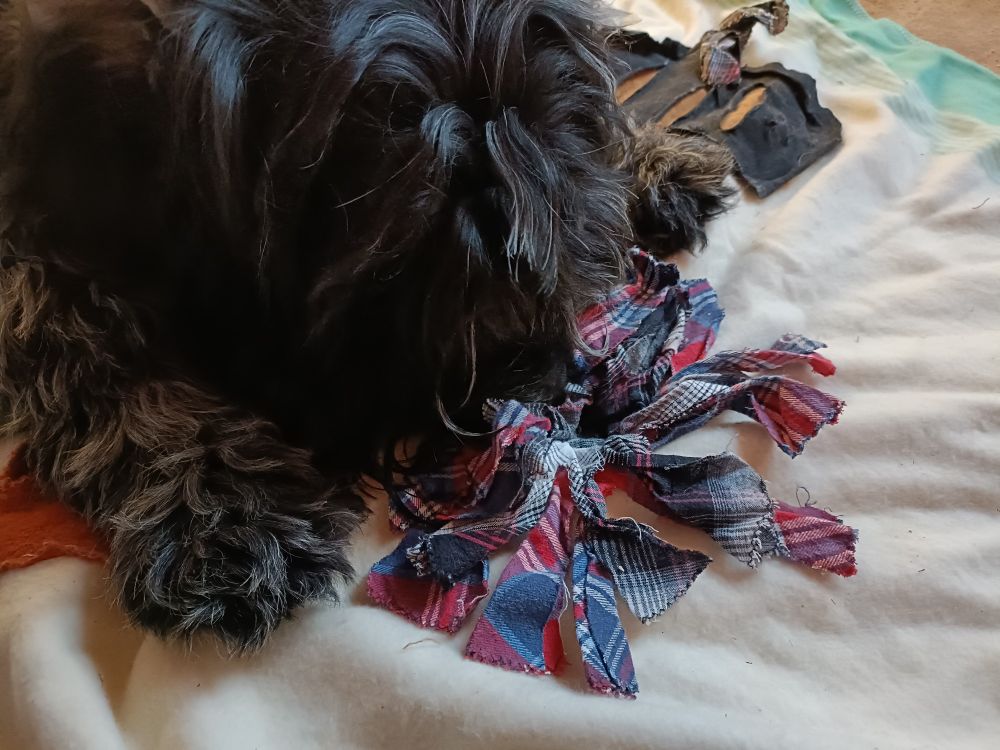 Nisse, a dog, looking for treats in a snuffle mat