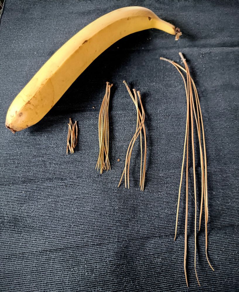 Different sizes of pine needles. Banana for scale.