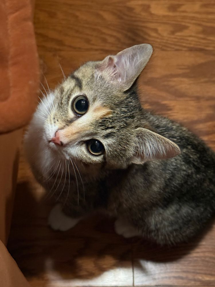 The cutest kitten on the planet with her head tilted up 