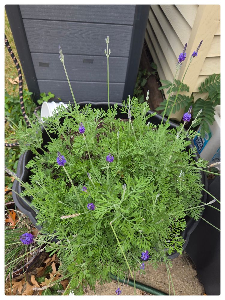 English lavender, flowering and green.