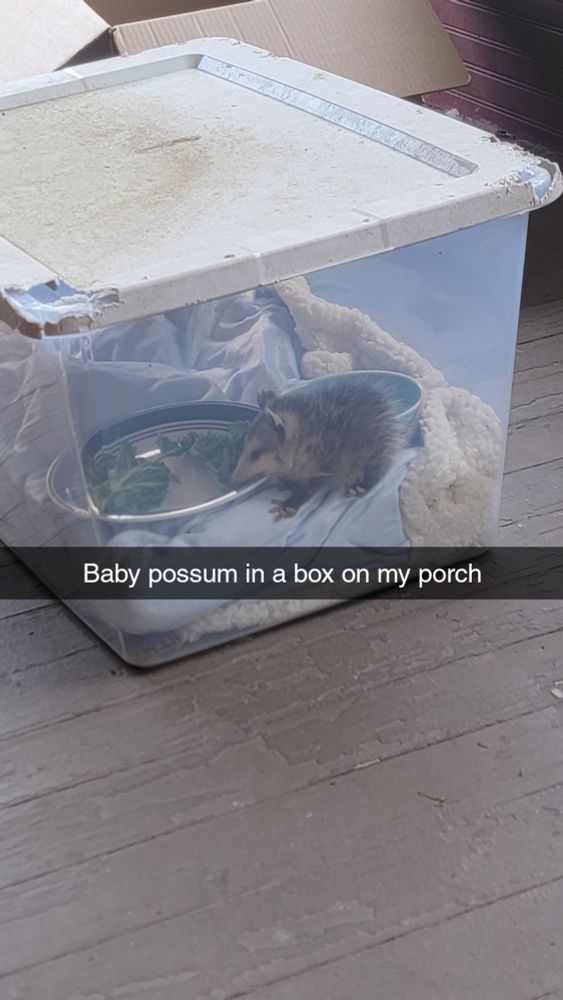 Baby opposum is in a clear plastic bin with holes in the lid. Inside the bin with the opposum is a blanket, a bowl of water, and a plate of kale.