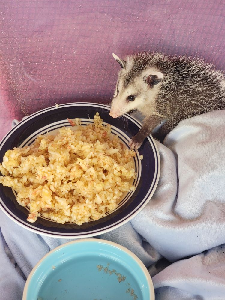 Baby opposum eating a minced apple off of a plate