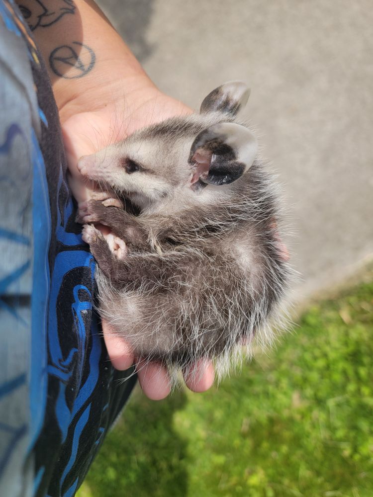 Cute baby opposum curled up in my hand while I carry it home with me.