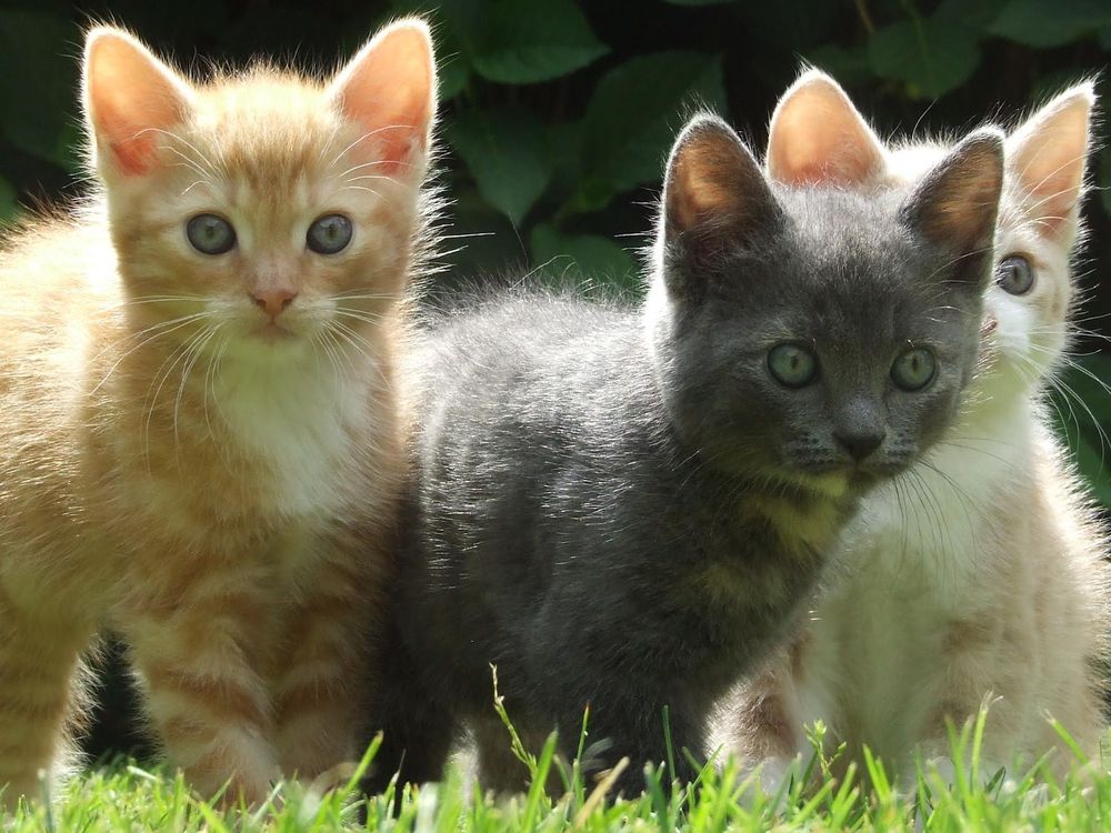 Three cats staring wide-eyed at something.