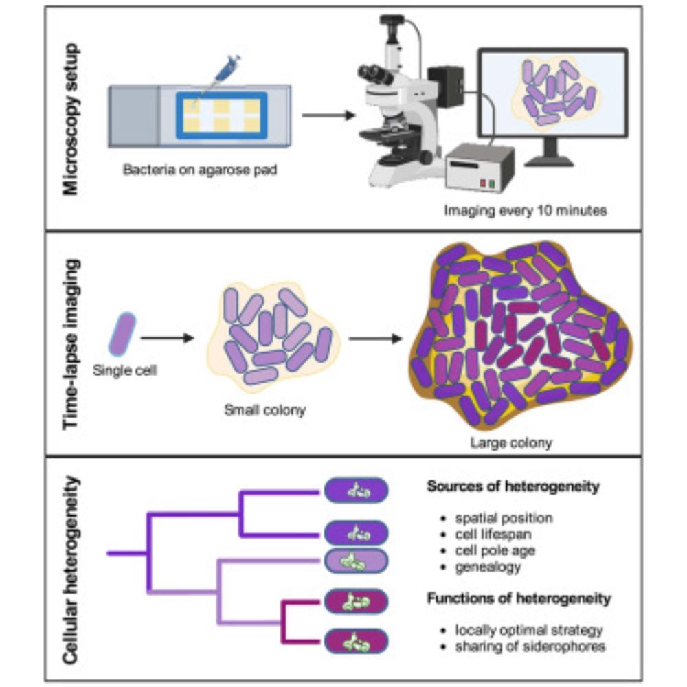 Space and genealogy determine inter-individual differences in siderophore gene expression in bacterial colonies