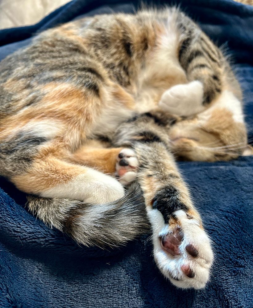 Curled up cat showing them toe beans