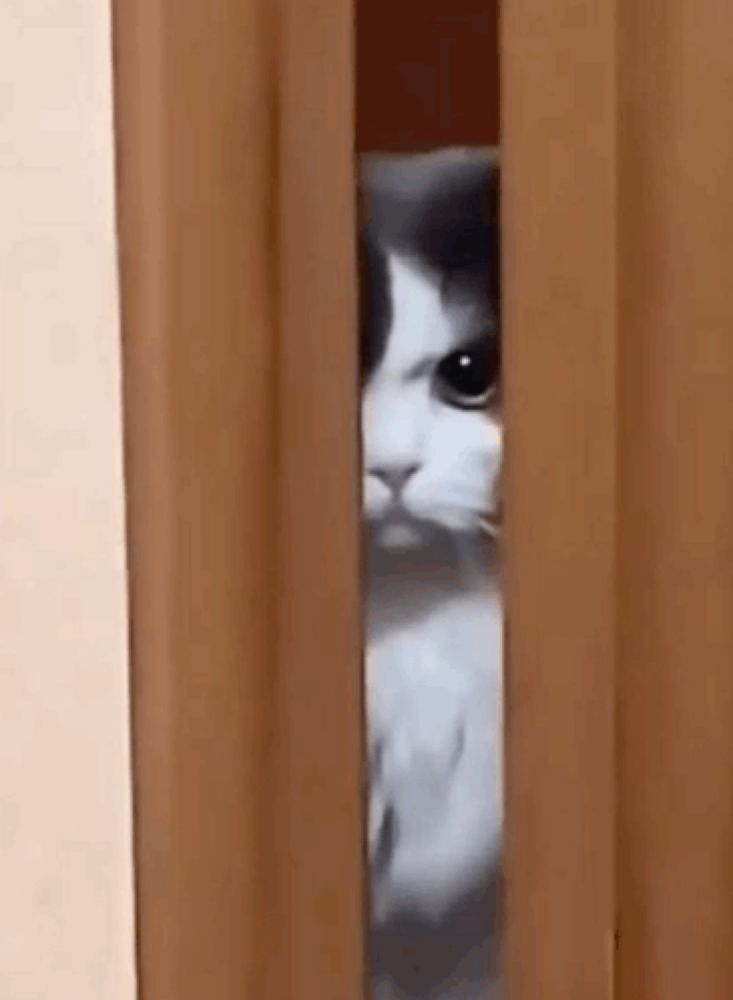 a black and white cat is peeking out from behind a door .