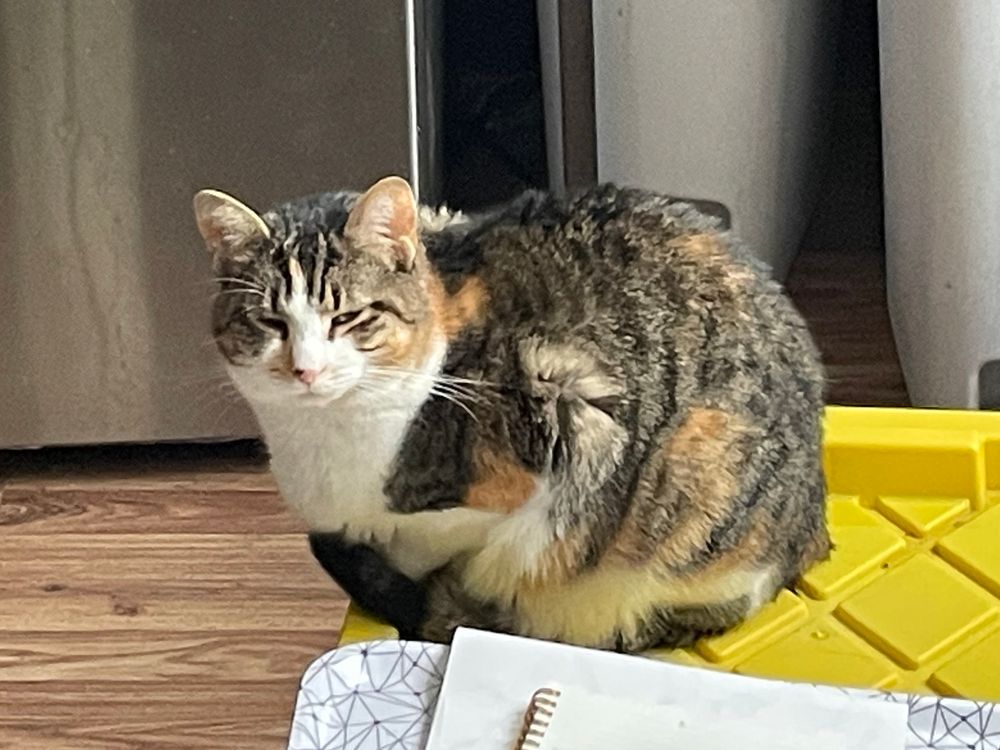 A plump calico cat seated like a ball. 