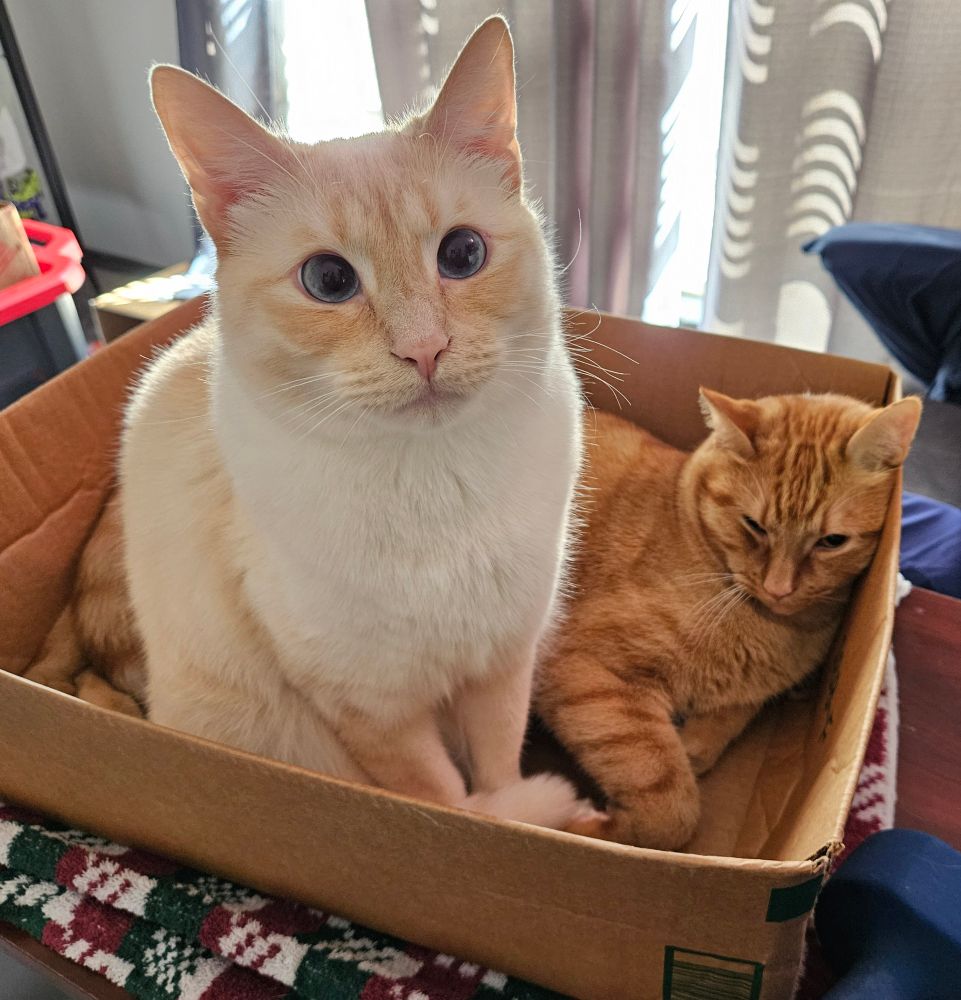 A light colored ginger cat staring crosseyed at the camera while her brother lays behind in the box looking irritated about being woken up by her.