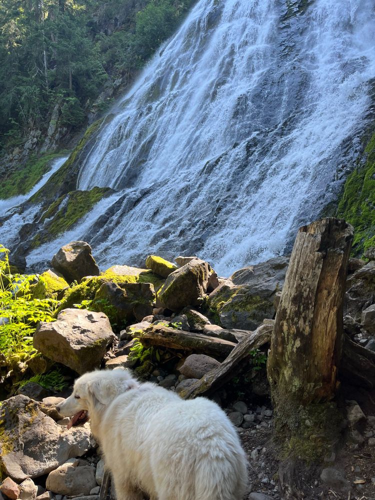 A big white dog stands in front of a waterfall, not looking at it 