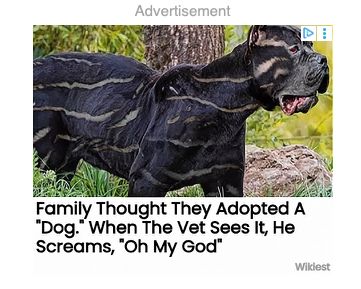 Family Thought They Adopted A Dog." When The Vet Sees It, He Screams, "Oh My God"