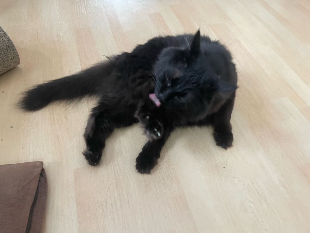 黒猫の毛繕い