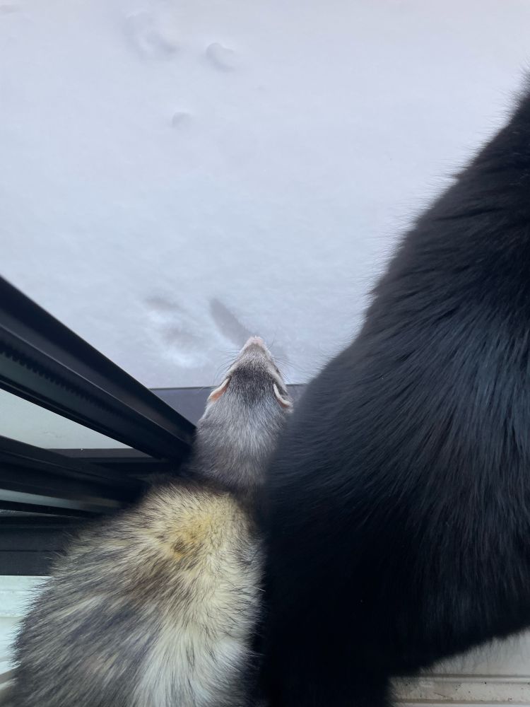 雪に鼻を突っ込んで、戻った跡