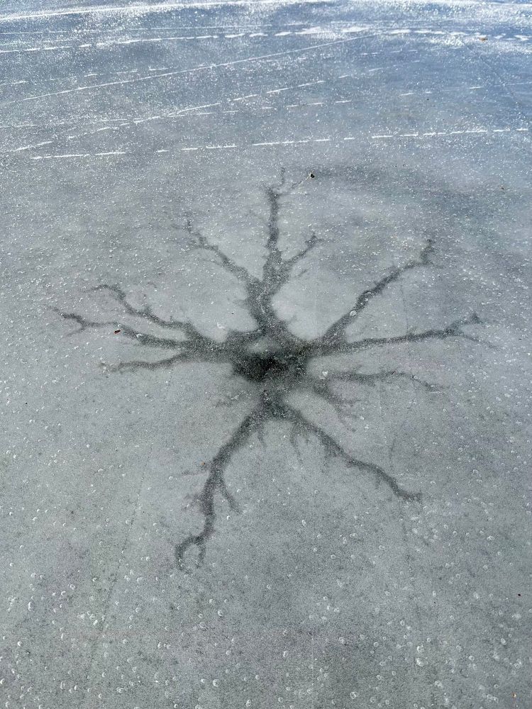 Microglia like pattern in pond ice