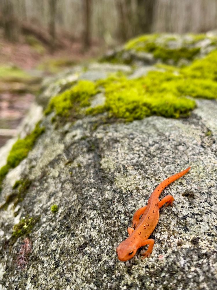 Red eft on a mossy rock 