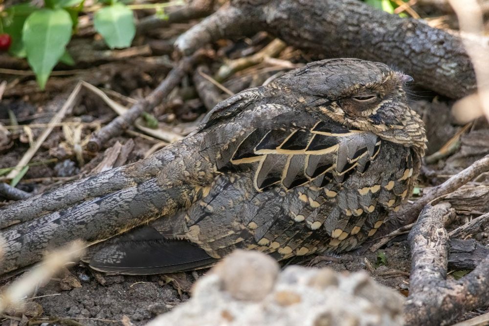 A common pauraque, a medium-sized, large-headed, brown-patterned bird lying on the ground sleeping in a forest setting.