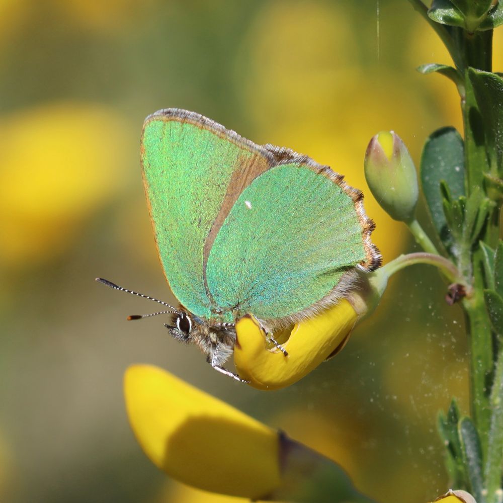 Green Hairstreak butterfly perching on a Broom blossom.