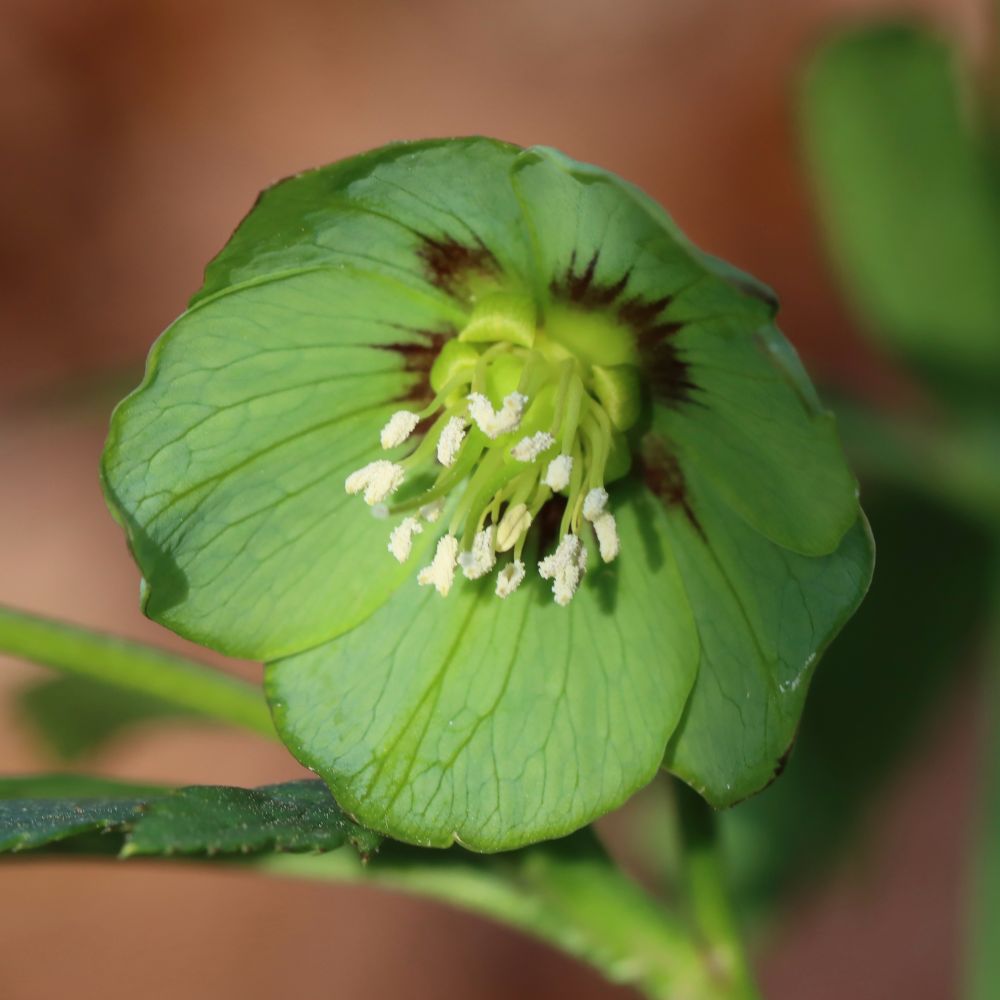 Green Hellebore flower in evening sunlight.