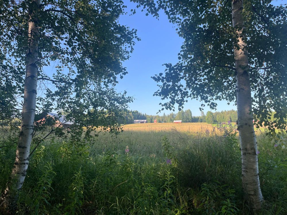 Björkdunge framför ängar framför en gård