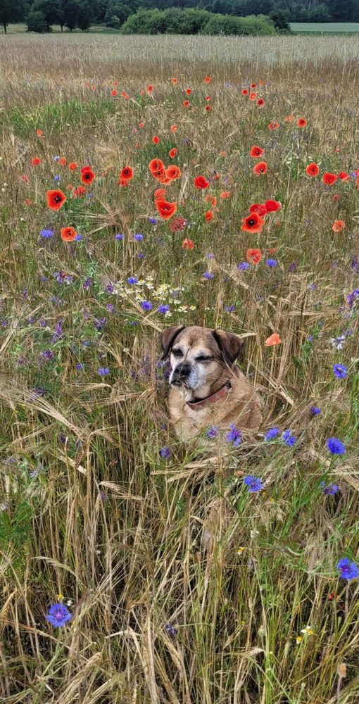 Inmitten eines Kornfeldes mit rot und blaublühenden Kornblumen sitzt ein kleiner Hund.