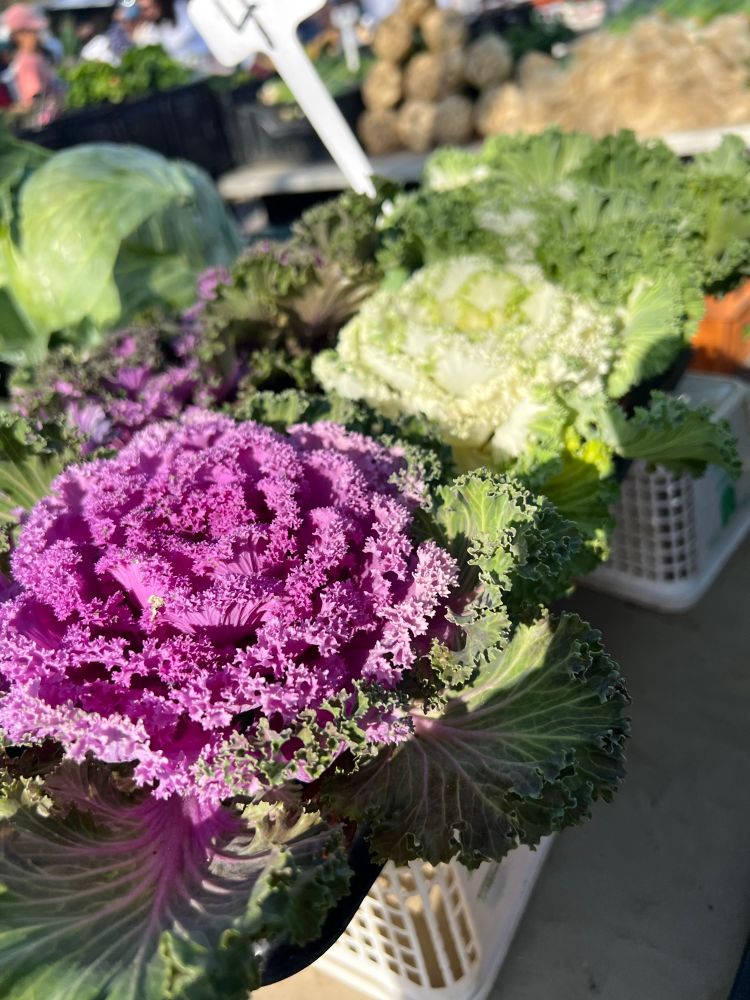 
Purple frilly kale in a white plastic box near other varieties of kale at the farmers market 