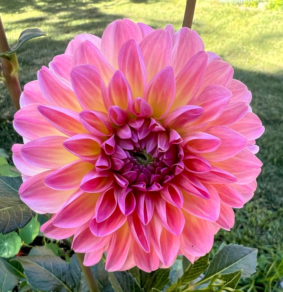 A coral pink dahlia with lawn in the background